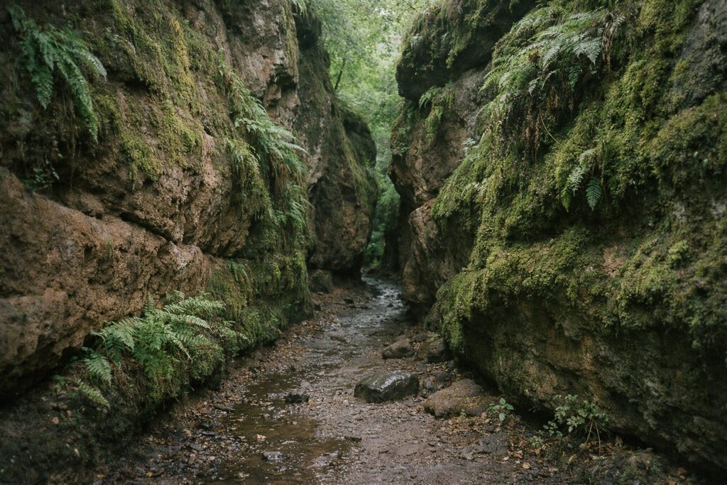 Schmaler Bachlauf zwischen hohen, moosbewachsenen Sandsteinwänden mit Farnen