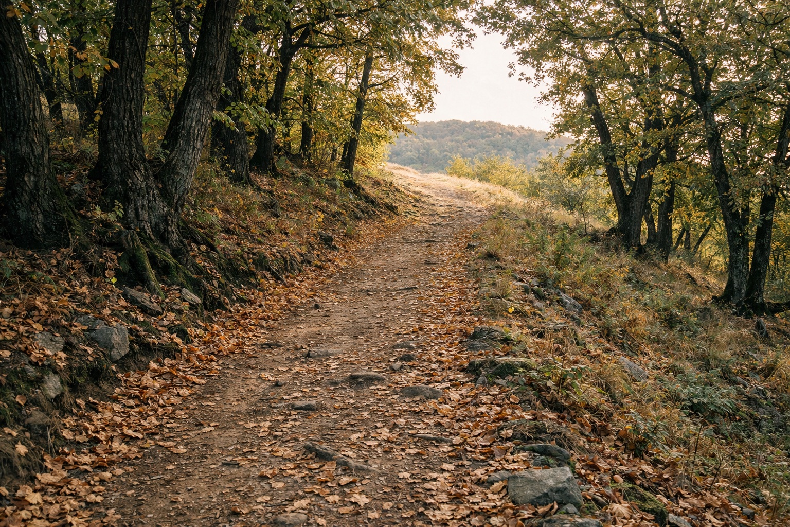 Breiter Erdweg steigt durch Kastanienwald im Herbstlaub zu einer Anhöhe, Licht fällt durch die Stämme