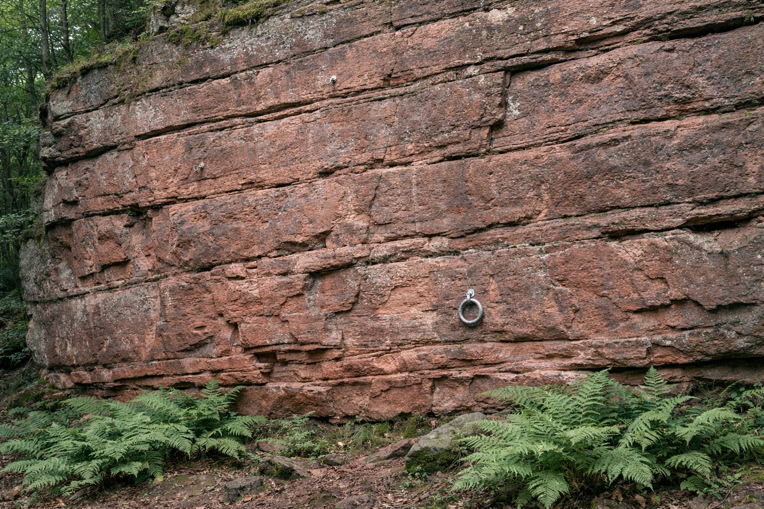 Steile Wand aus rotem Sandstein im Wald mit waagrechten Schichten und einem einzelnen Ring im Fels, Farne am Fuß