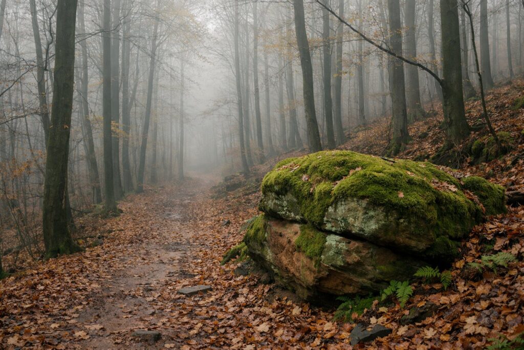 Nebliger Buchenwaldweg mit Laub und bemoostem Sandsteinblock