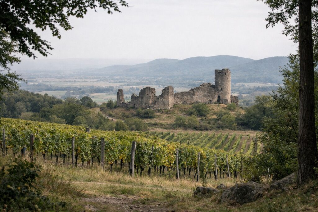 Blick über Weinberge auf eine große Burgruine mit Eckturm, weite Ebene dahinter