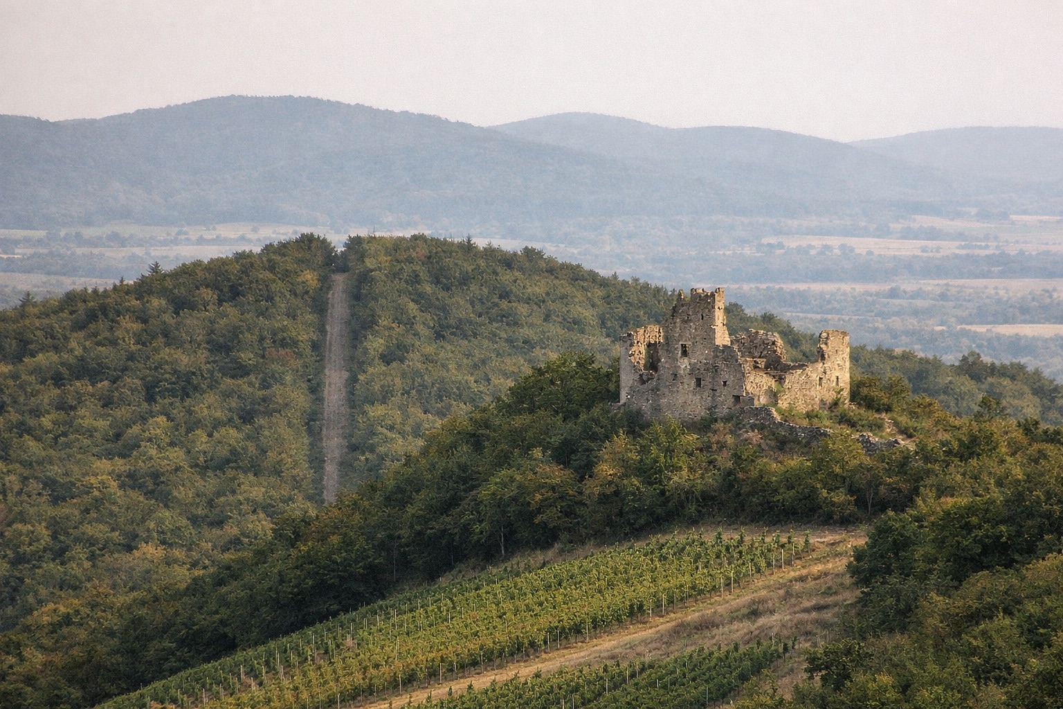 Kleine Burgruine auf einem bewaldeten Hang über Weinbergen mit schmaler Schneise im Wald, dunstige Ebene